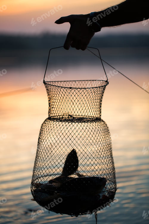 Preview: Fishing, raw freshwater fish in the net for the catch