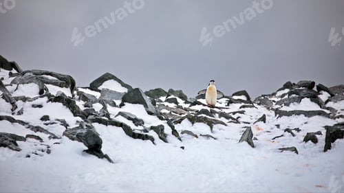 Preview: Gentoo penguin on rocks covered in the snow under a stormy sky in Antarctica