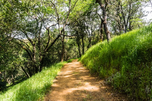 Preview: Hiking path through a verdant meadow and forest