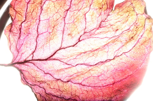 Preview: Dry Leaf Texture Abstract Background