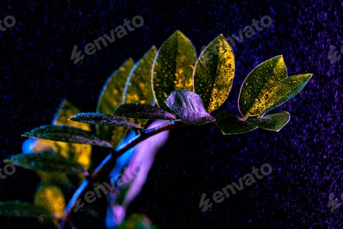 Preview: green dollar tree (zamioculcas) with drops, isolated on black