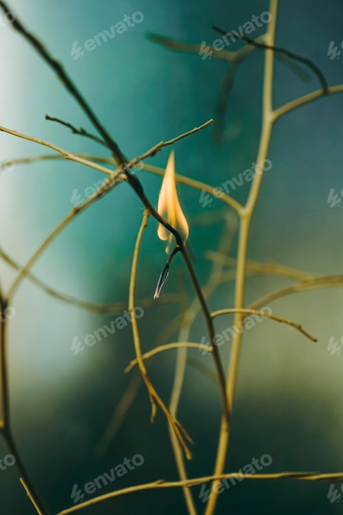 Preview: Detail of a dried branch in flames