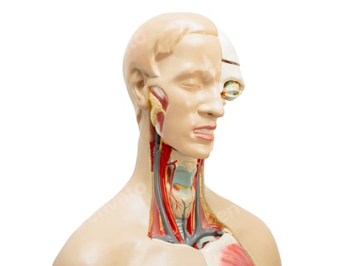 Preview: Human model anatomy isolated on white background with clipping path for medical training