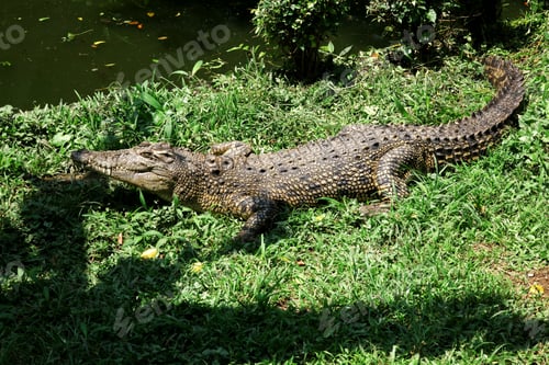 Preview: Crocodile