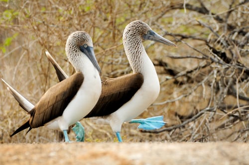 Preview: blue footed boobie bird