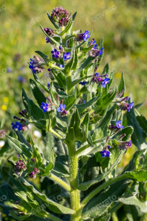 Preview: Wild flower; Scientific name; anchusa italica