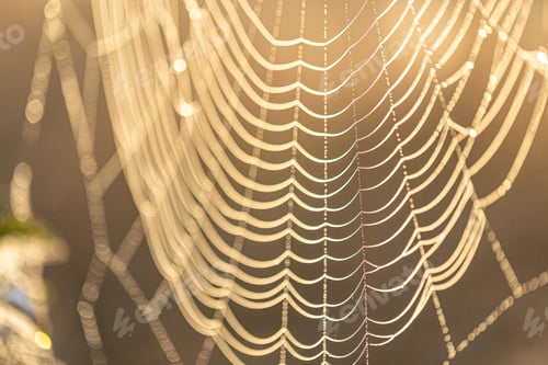 Preview: Close-up of a spider web on a blurred background.