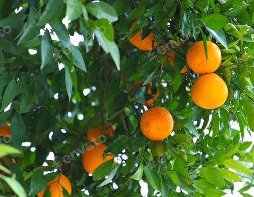 Preview: Orange tree