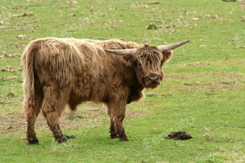 Preview: Highland cow in a field
