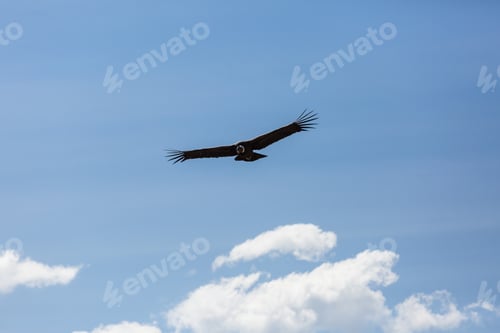 Preview: Condor