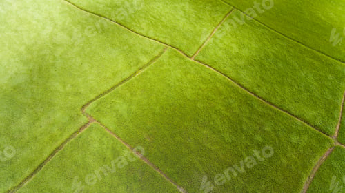 Preview: Aerial view of a rice fields