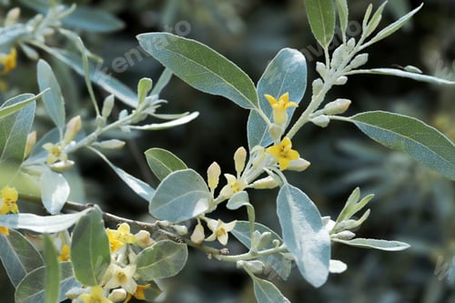 Preview: Igde tree with leaves and flowers. Elaeagnus