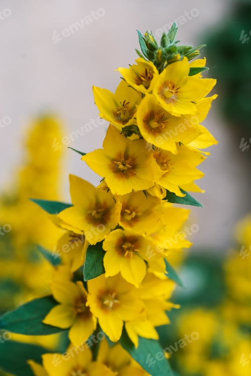 Preview: Yellow lusimachia punctata on a natural green background.
