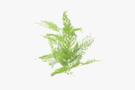 Preview: Asparagus Fern Frond