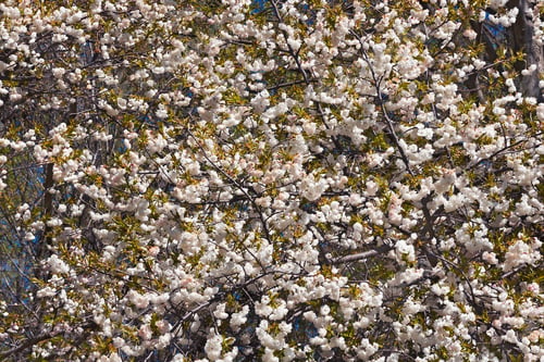 Preview: Shirotae Japanese Flowering Cherry (Prunus X Shirotae)