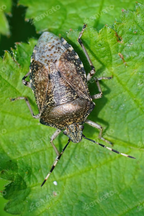 Preview: Vertical shot of a marble bug on a green leaf