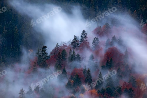 Preview: Silhouette of forest with dense fog at dusk. Image taken with long exposure technic.