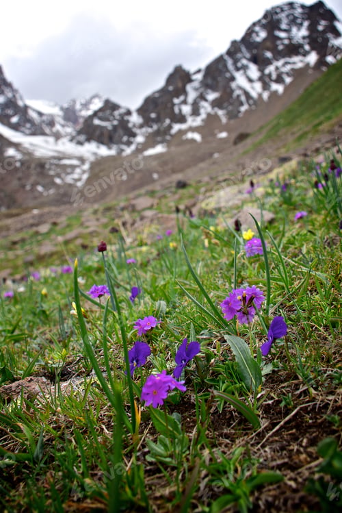 Preview: Spring mountain flowers