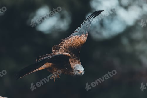 Preview: Shallow focus shot of red kite in flight