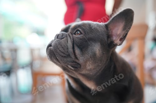 Preview: Cute dog at home