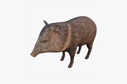 Preview: Spotted pig with closed eyes