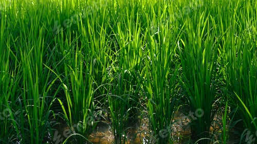 Preview: Photo of organic rice growing in the field.