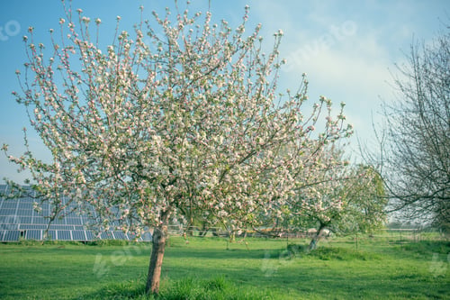 Preview: blossom apple tree and solar cells in the background