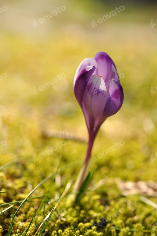 Preview: Purple crocus flower at spring