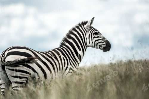 Preview: Zebra in the wild savannah, Serengeti, Africa