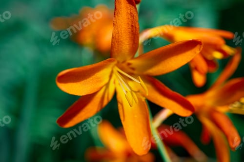 Preview: Lilly flower orange