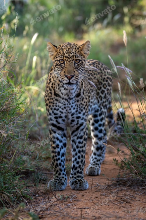 Preview: A leopard walks on a dirt path surrounded by grass and foliage in natural sunlight. Laikipia, Kenya