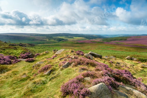 Preview: Heather at Carl Wark in the Peak District