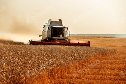 Preview: harvesting wheat with a combine in the field
