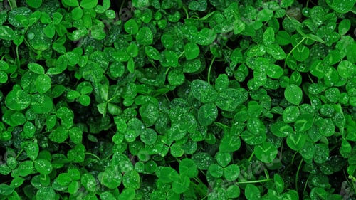 Preview: Close-up of green clover leaves with water drops from rain or morning dew. Abstract natural soft bac