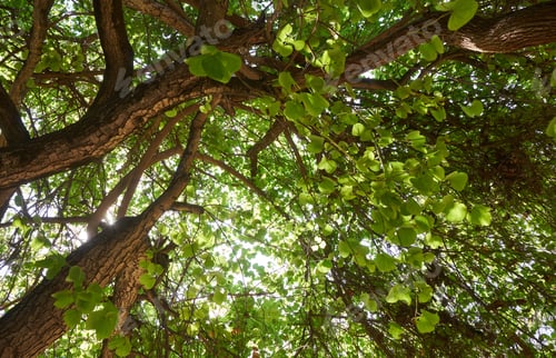 Preview: Fresh green leaves and branches of tropical tree