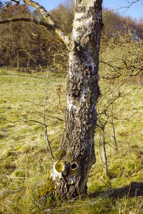 Preview: Trees
