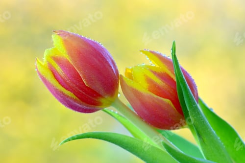 Preview: Nice tulip flowers on natural background