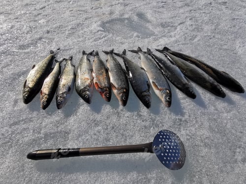 Preview: Winter fishing, catching a fish in the North of Sweden