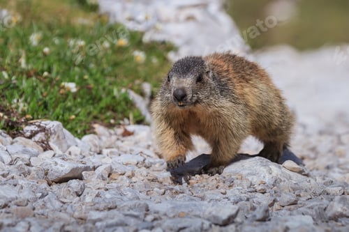 Preview: Alpine marmot (Marmota marmota) on rock