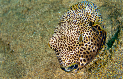 Preview: Pufferfish, Lembeh, Indonesia