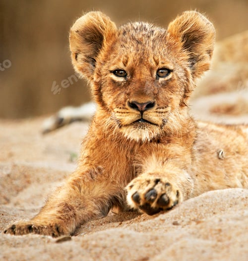 Preview: A Best wildlife vacations in Pictures