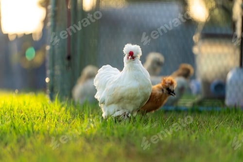 Preview: Raising organic chicken on home backyard.