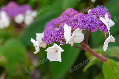 Preview: Closeup shot of hydrangea Aspera with blurred background