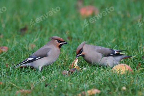 Preview: Bohemian waxwing (Bombycilla garrulus)
