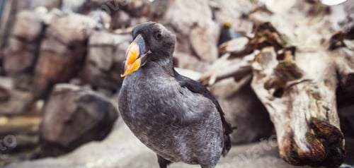 Preview: Puffin