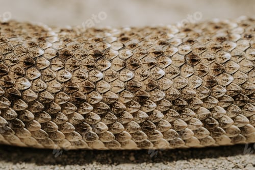 Preview: Close-up of texture of snake skin. Beautiful venomous snake. Exotic tropical animals background.