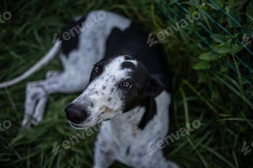 Preview: greyhound dog resting lying on green grass.