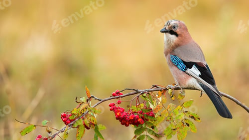 Preview: Eurasian jay sitting on branch in autumn nature