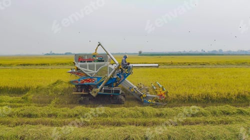 Preview: Fresh paddy rice, green agricultural field in countryside or rural area in Asia. Nature landscape.