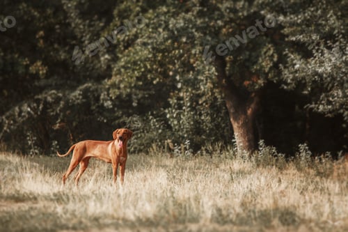 Preview: Rhodesian Ridgeback dog outdoor portrait